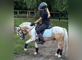 Welsh-PB Mix, Hengst, 7 Jahre, 114 cm, Schecke