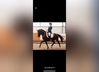 Welsh-PB, Hengst, Fohlen (05/2026), 155 cm, Rotbrauner