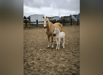 Welsh-PB Mix, Hengst, , Cremello