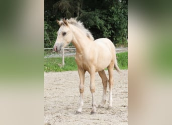 Welsh-PB, Hengst, Fohlen (05/2025), Falbe