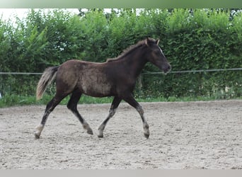 Welsh-PB, Hengst, Fohlen (05/2025), Falbe