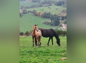 Welsh-PB, Hengst, Fohlen (05/2025), Falbe