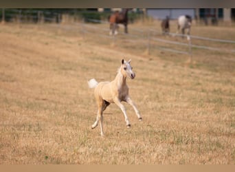 Welsh-PB, Hengst, Fohlen (05/2026), Palomino