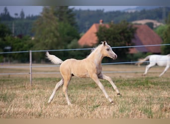 Welsh-PB, Hengst, Fohlen (05/2026), Palomino