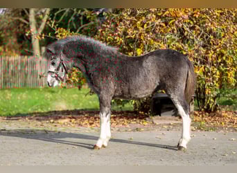 Welsh-PB, Hengst, Fohlen (04/2025), Schimmel