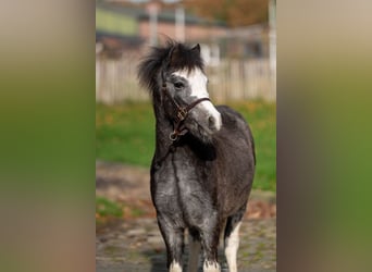 Welsh-PB, Hengst, Fohlen (04/2025), Schimmel