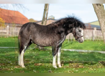 Welsh-PB, Hengst, Fohlen (04/2025), Schimmel