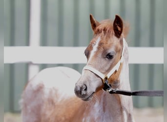 Welsh-PB, Hengst, 12 Jahre, 128 cm, Rappe