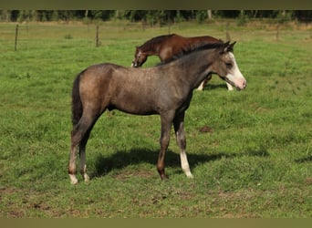 Welsh-PB, Hengst, Veulen (05/2026), 137 cm, Appelschimmel