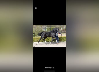 Welsh-PB, Hengst, Veulen (05/2026), 155 cm, Roodbruin