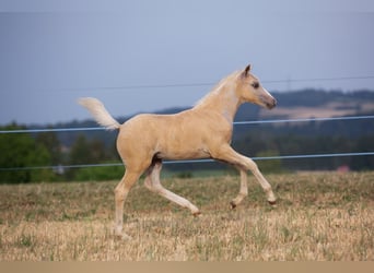 Welsh-PB, Hengst, Veulen (05/2026), Palomino