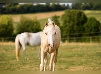 Welsh-PB, Hengst, Veulen (05/2026), Palomino