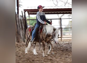 Welsh-PB Croisé, Hongre, 11 Ans, 107 cm