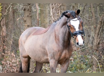 Welsh-PB, Hongre, 11 Ans, 148 cm, Bai
