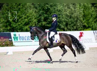 Welsh-PB, Hongre, 11 Ans, 149 cm, Bai brun foncé