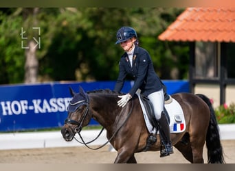 Welsh-PB, Hongre, 11 Ans, 149 cm, Bai brun foncé