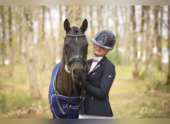Welsh-PB, Hongre, 11 Ans, 149 cm, Noir