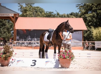 Welsh-PB, Hongre, 11 Ans, 149 cm, Noir