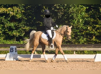 Welsh-PB, Hongre, 12 Ans, 131 cm, Palomino