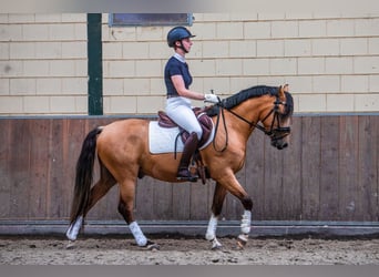 Welsh-PB, Hongre, 3 Ans, 144 cm