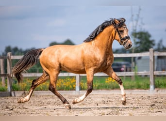 Welsh-PB, Hongre, 3 Ans, 144 cm
