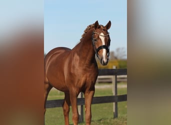 Welsh-PB, Hongre, 3 Ans, 147 cm, Alezan brûlé