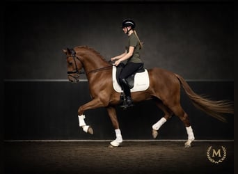 Welsh-PB, Hongre, 3 Ans, 147 cm, Alezan