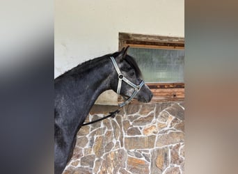 Welsh-PB Croisé, Hongre, 4 Ans, 138 cm, Gris noir