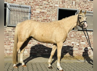 Welsh-PB, Hongre, 5 Ans, 145 cm, Palomino