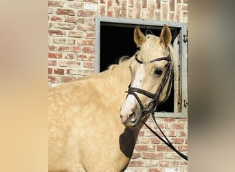 Welsh-PB, Hongre, 5 Ans, 145 cm, Palomino