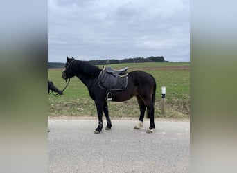 Welsh-PB, Hongre, 6 Ans, 137 cm, Bai brun