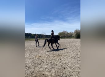 Welsh-PB, Hongre, 6 Ans, 137 cm, Bai brun