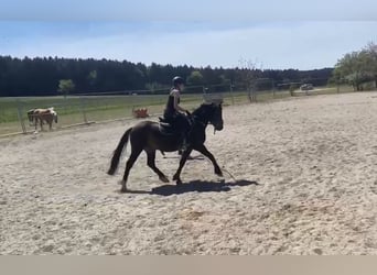 Welsh-PB, Hongre, 6 Ans, 137 cm, Bai brun