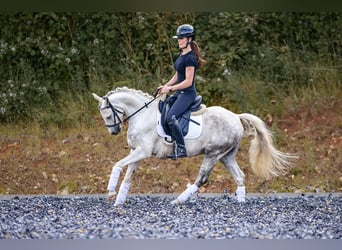 Welsh-PB, Hongre, 6 Ans, 142 cm, Rouan bleu