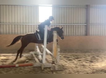 Welsh-PB, Hongre, 6 Ans, 146 cm, Alezan brûlé