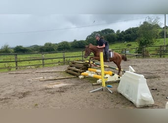 Welsh-PB, Hongre, 6 Ans, 146 cm, Alezan brûlé