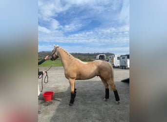 Welsh-PB, Hongre, 6 Ans, 147 cm, Palomino