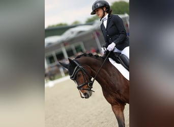 Welsh-PB, Hongre, 7 Ans, 146 cm, Bai