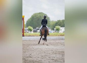 Welsh-PB, Hongre, 7 Ans, 146 cm, Bai