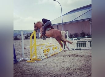 Welsh-PB, Hongre, 7 Ans, 155 cm, Palomino