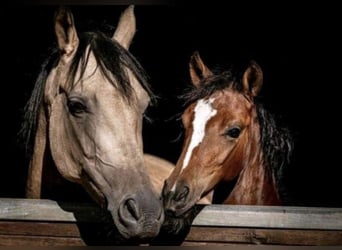 Welsh-PB, Jument, 10 Ans, 147 cm, Buckskin
