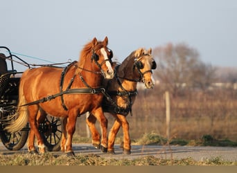 Welsh-PB Croisé, Jument, 13 Ans, 130 cm, Alezan brûlé