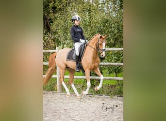 Welsh-PB, Jument, 13 Ans, 144 cm, Alezan