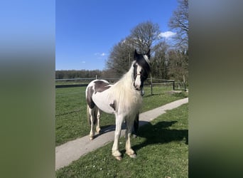 Welsh-PB, Jument, 13 Ans, 146 cm, Pinto