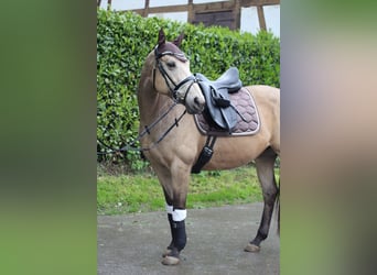 Welsh-PB, Jument, 13 Ans, 151 cm, Buckskin