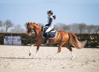 Welsh-PB, Jument, 14 Ans, 144 cm, Alezan