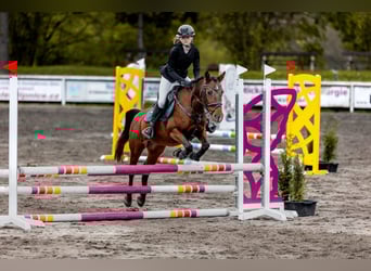 Welsh-PB, Jument, 15 Ans, 138 cm, Bai cerise