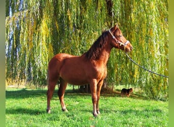 Welsh-PB, Jument, 1 Année, Bai cerise