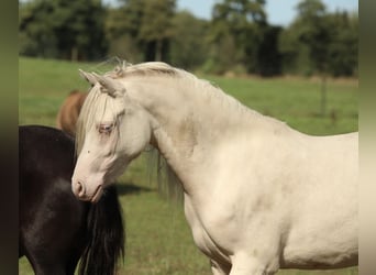 Welsh-PB, Jument, 2 Ans, 125 cm, Cremello
