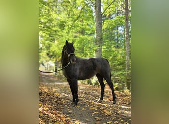 Welsh-PB, Jument, 2 Ans, 140 cm, Gris